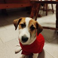 Cucciolo di jack russell