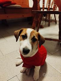 Cucciolo di jack russell