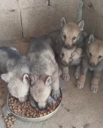 Cuccioli di cane lupo cecoslovacco