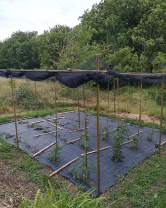 29 canne bambù 220 cm. diametro 3,5 /5 gazebo