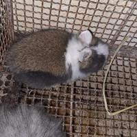 Coniglietti nani testa di Leone