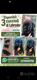 Cuccioli di labrador
