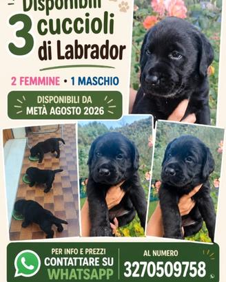 Cuccioli di labrador