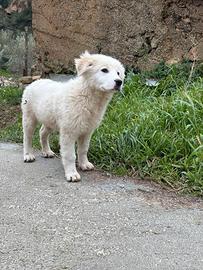 Cucciola di pastore maremmano