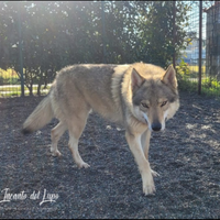 Cane lupo cecoslovacco