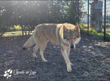 Cane lupo cecoslovacco