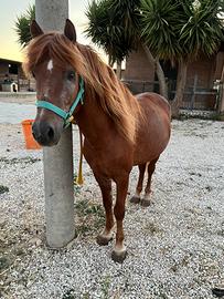 Pony