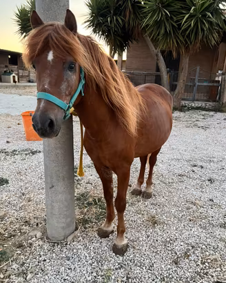 Pony