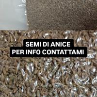 Semi di anice