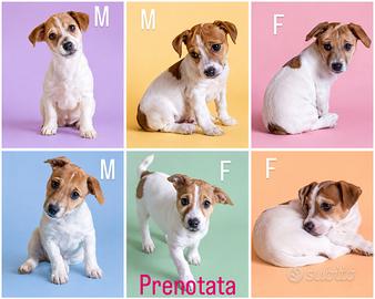 Jack Russell terrier cuccioli