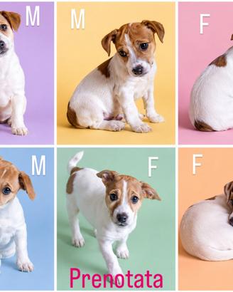 Jack Russell terrier cuccioli