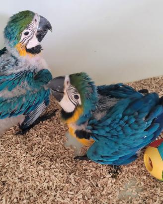 Pappagalli Ara Ararauna DA IMBECCO