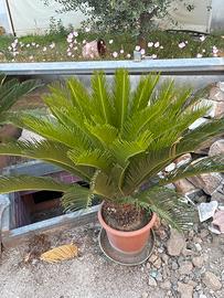 Cycas
