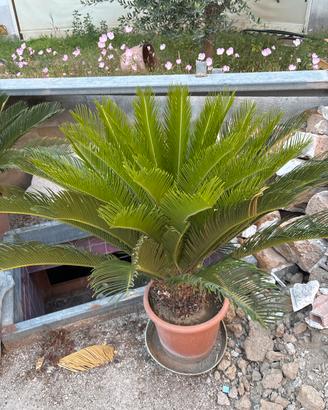 Cycas