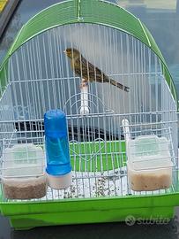 Canarino maschio Timbrado