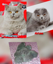 Cuccioli Scottish pedigree ENFI