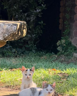 Regaliamo sei gattini di circa tre mesi