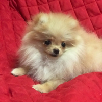 Spitz Tedesco nano Pomerania