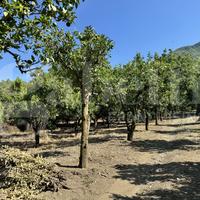 Terreno Agricolo Angri [Cod. rif 3169748VCG]
