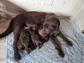 Labrador cioccolato