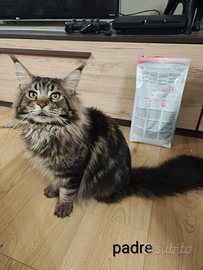 Maine Coon