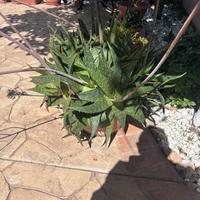 Aloe vera