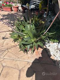 Aloe vera