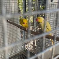 Pulli parrochetti dal collare