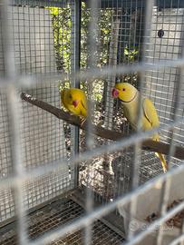 Pulli parrochetti dal collare