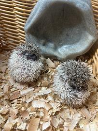 Cuccioli di riccio africano