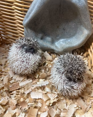 Cuccioli di riccio africano