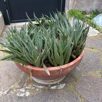 Piante grasse in vaso