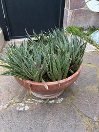 Piante grasse in vaso