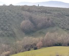 Terreno agricolo in Moscufo (PE)