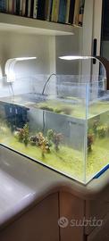acquario