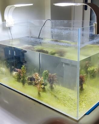 acquario