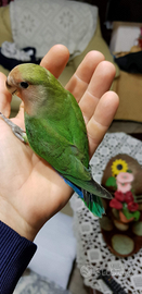 Inseparabile roseicollis addomesticato