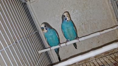 Splendida Coppia di cocorite con pullo