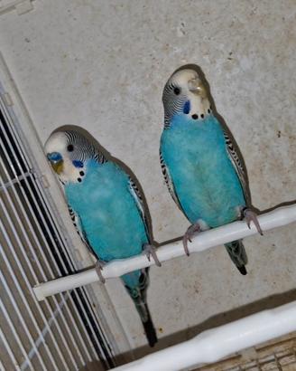 Splendida Coppia di cocorite Ondulati