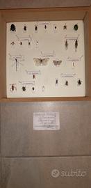 Scatola entomologica, 20 insetti spilati