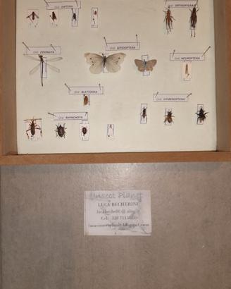 Scatola entomologica, 20 insetti spilati
