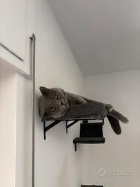 Disponibile per monta british shorthair maschio