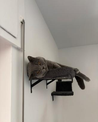 Disponibile per monta british shorthair maschio