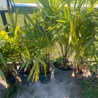 Palme da giardino in vaso autoprodotte