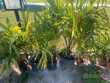 Palme da giardino in vaso autoprodotte