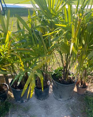 Palme da giardino in vaso autoprodotte