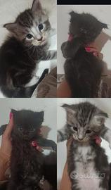 Cuccioli Maine coon