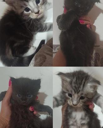 Cuccioli Maine coon