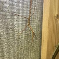 Insetti stecco fasmidi