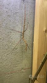 Insetti stecco fasmidi